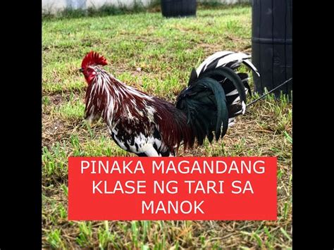 Sabong tips PINAKA MAGANDANG KLASE NG TARI SA .